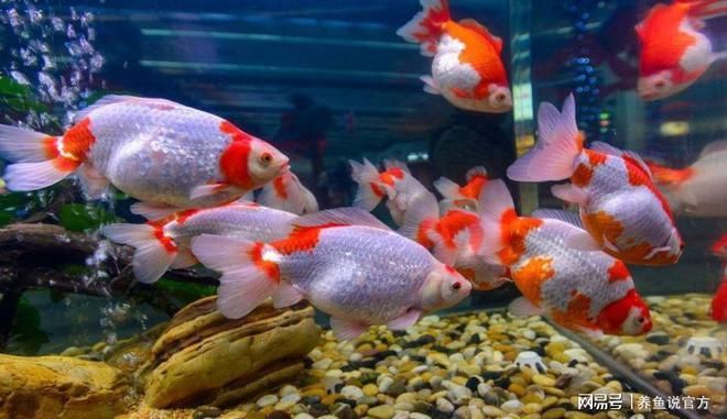 六角恐龍魚飼料吃進(jìn)去又吐出來正常嗎：六角恐龍魚吃了飼料后又吐了出來，可能是多種原因引起的 其他寵物 第3張