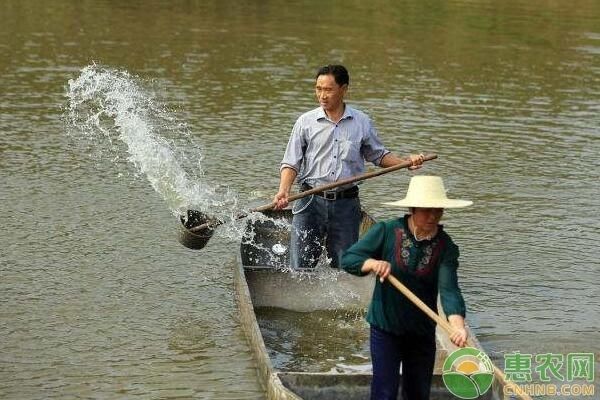 冬季池塘水質(zhì)維護要點：冬季池塘水質(zhì)管理的幾個重要要點，冬季池塘水質(zhì)管理技巧 其他寵物 第4張