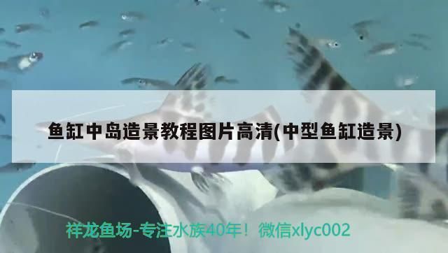 泰龐海鰱魚繁殖缸布置要點：泰龐海鰱魚的繁殖缸布置要點 其他寵物 第3張