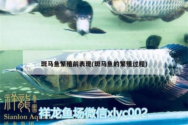 黃金斑馬魚繁殖期疾病預防：斑馬魚繁殖期水質(zhì)調(diào)控技巧，斑馬魚繁殖期常見疾病及治療 其他寵物 第4張