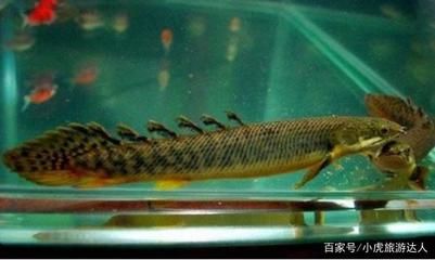 象鼻魚(yú)發(fā)電器官的結(jié)構(gòu)解析：象鼻魚(yú)發(fā)電器官的結(jié)構(gòu)解析象鼻魚(yú)發(fā)電器官與伏特電池的關(guān)系 其他寵物 第6張