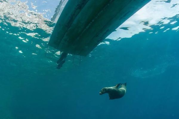 海洋污染對鯊魚健康的影響：海洋污染對鯊魚健康產(chǎn)生顯著影響 其他寵物 第4張