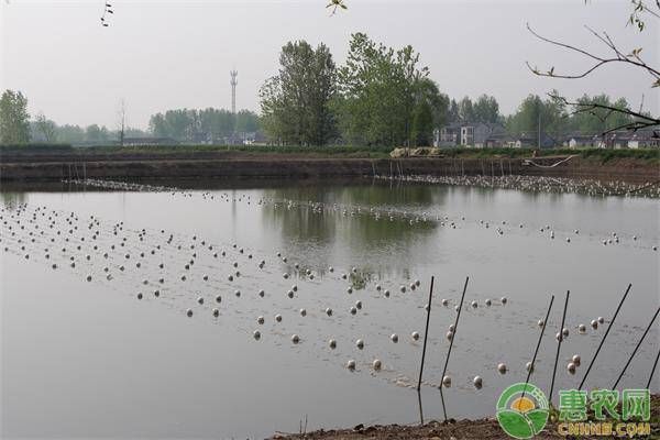 模擬雨季對魚群影響：模擬雨季對魚類的影響 其他寵物 第3張