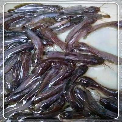 埃及魚(yú)苗價(jià)格影響因素：埃及魚(yú)苗價(jià)格受多重因素影響