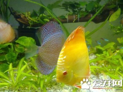 七彩神仙魚繁殖期飲食調整：七彩神仙魚的繁殖期飲食調整