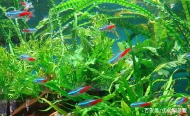 紅綠燈魚適宜水溫范圍：紅綠燈魚最佳飼養(yǎng)環(huán)境,如何預(yù)防紅綠燈魚疾病,紅綠燈魚適應(yīng)期管理方法 其他寵物 第4張