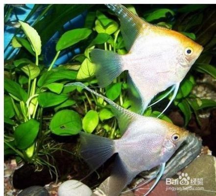 神仙魚(yú)繁殖期間飼料選擇：神仙魚(yú)在繁殖期間的飼料選擇對(duì)于親魚(yú)的健康和提高繁殖成功率至關(guān)重要