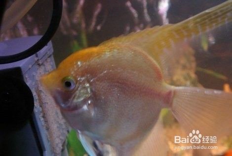 神仙魚(yú)繁殖期間飼料選擇：神仙魚(yú)在繁殖期間的飼料選擇對(duì)于親魚(yú)的健康和提高繁殖成功率至關(guān)重要 其他寵物 第2張