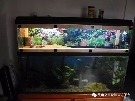 水族箱噪音對睡眠影響：水族箱噪音對人的睡眠質(zhì)量產(chǎn)生不利影響睡眠質(zhì)量 其他寵物 第3張