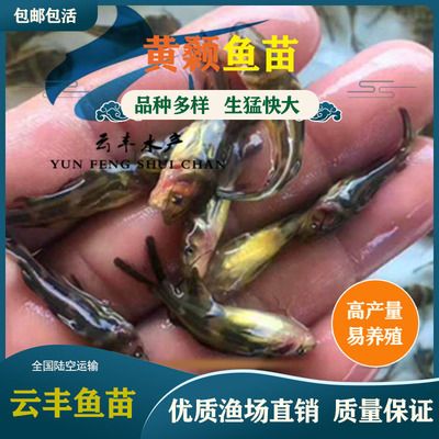 魚(yú)苗物流特殊包裝要求：魚(yú)苗物流特殊包裝要求摘要：為了確保運(yùn)輸過(guò)程中的安全 其他寵物 第6張