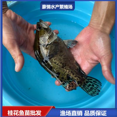 鯽魚繁殖水溫波動應(yīng)對策略：紅鯽魚繁殖季節(jié)疾病預(yù)防措施搭建方法詳解鯽魚繁殖季節(jié)疾病預(yù)防措施 其他寵物 第3張