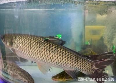 象鼻魚繁殖缸適宜大小：象鼻魚繁殖缸布局設計要點象鼻魚繁殖缸布局設計要點 其他寵物 第1張