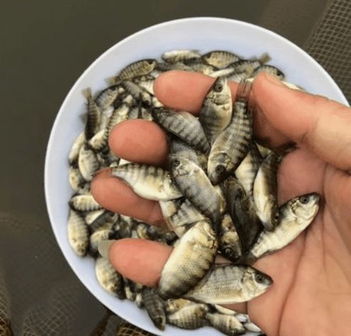 羅非魚繁殖池水質(zhì)管理要點(diǎn)：羅非魚繁殖池底質(zhì)改良方法羅非魚繁殖池底質(zhì)改良方法 其他寵物 第5張