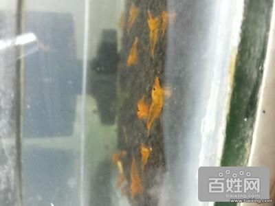 三間鼠魚飼料自制方法：三間鼠魚飼料營養(yǎng)均衡指南 其他寵物 第5張