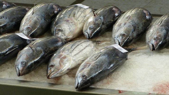 泰龐海鰱魚濾食效率提升方法：如何提高泰龐海鰱魚的濾食效率 其他寵物 第6張