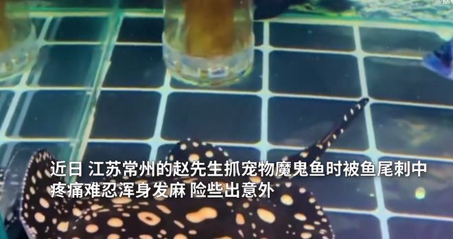 鯊魚攻擊頻發(fā)地區(qū)的旅游業(yè)影響：鯊魚攻擊事件對旅游業(yè)產(chǎn)生顯著影響 其他寵物 第3張