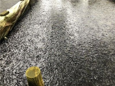 寶石魚苗光照需求研究：關(guān)于寶石魚苗光照需求的研究 其他寵物 第4張