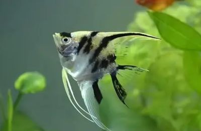 龍魚喂活食怎么消毒：龍魚喂食活食前需要對(duì)水進(jìn)行消毒嗎，有哪些消毒方法 水族問答 第1張