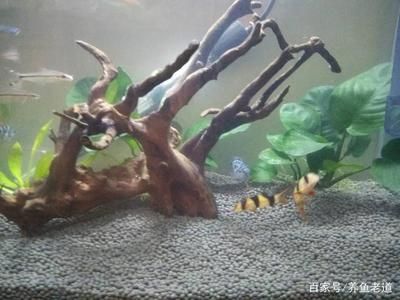 三間鼠魚適宜的飼料搭配：三間鼠魚專用飼料品牌推薦 其他寵物 第4張