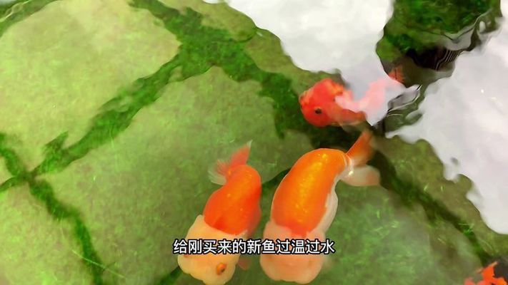 銀古魚苗隔離新魚操作：如何在銀古魚苗的養(yǎng)殖過程中進行新魚苗的隔離