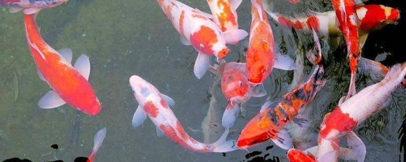 如何判斷錦鯉魚(yú)是否性成熟：判斷錦鯉魚(yú)是否性成熟的方法，錦鯉魚(yú)繁殖期的飼養(yǎng)要點(diǎn)