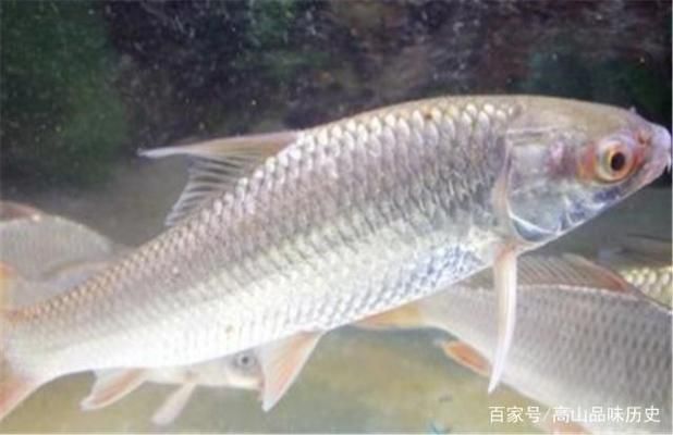 龍魚喂甲魚：龍魚與甲魚的喂食方式不同 水族問答 第2張