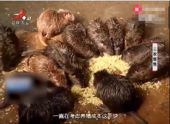 優(yōu)化飼料配方降低養(yǎng)殖成本的方法：優(yōu)化飼料配方可以顯著降低養(yǎng)殖成本 其他寵物 第3張