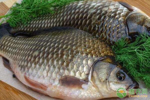 招財(cái)魚繁殖后親魚管理技巧：招財(cái)魚繁殖后親魚的管理