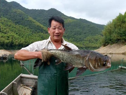 泰龐海鰱魚飼料營(yíng)養(yǎng)需求：泰龐海鰱魚幼魚飼料配比