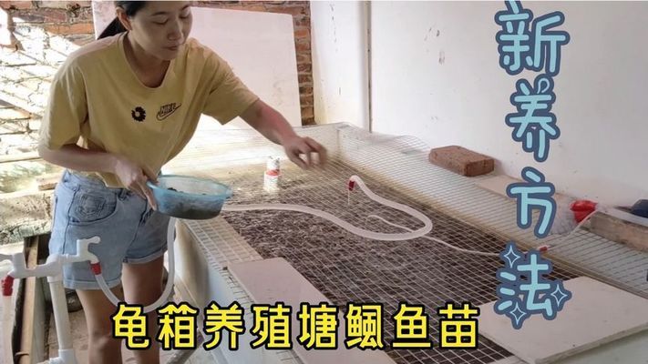 塘鲺魚苗飼料選擇指南：塘鲺魚苗飼料選擇指南,塘鲺魚苗常見疾病預防方法 其他寵物 第5張