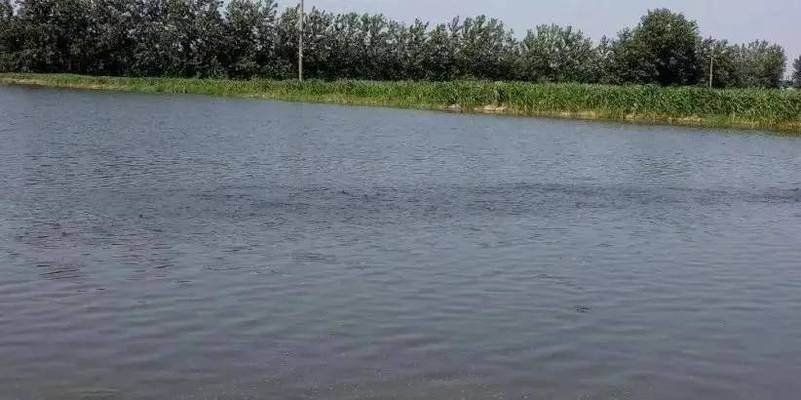 溶解氧不足對魚苗免疫影響：溶解氧不足對魚苗免疫力的影響