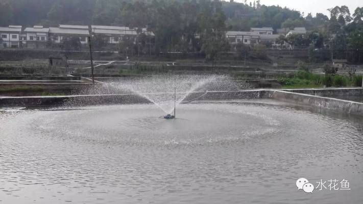 溶解氧不足對(duì)魚(yú)苗免疫影響：溶解氧不足對(duì)魚(yú)苗免疫力的影響 其他寵物 第2張