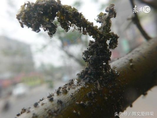 榴蓮樹的病蟲害防治方法：榴蓮樹病蟲害的物理防治技術(shù) 其他寵物 第5張