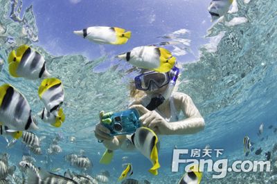 鯊魚觀賞旅游的經(jīng)濟效益：鯊魚觀賞旅游的安全措施有哪些鯊魚觀賞旅游的安全措施