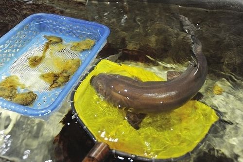 鯊魚卵孵化對溫度的敏感度：鯊魚卵孵化對溫度敏感度的影響，鯊魚卵孵化對溫度的影響 其他寵物 第1張