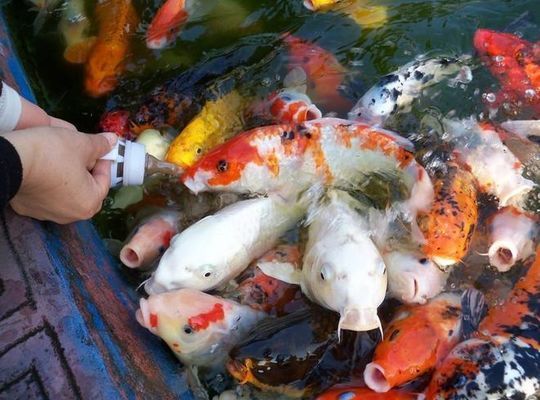 如何檢測(cè)魚(yú)糧耐水性：天然魚(yú)粉與填充劑區(qū)別,魚(yú)糧浸泡實(shí)驗(yàn)操作步驟 其他寵物 第3張