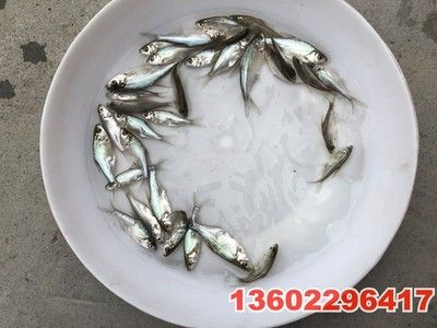 魚苗疾病預防的最佳實踐：魚苗疾病預防的最佳實踐包括以下幾個方面包括以下幾個方面 其他寵物 第5張