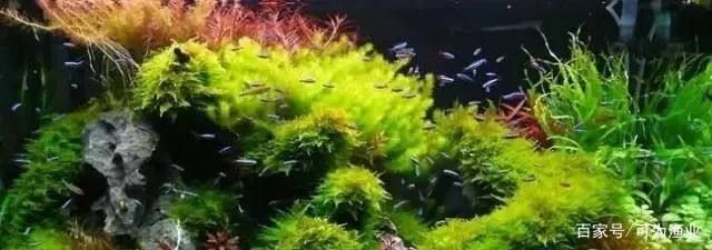 龍魚喂什么便宜點：喂龍魚便宜的食物有哪些？ 水族問答 第1張