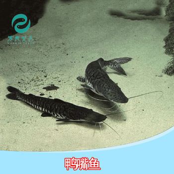 鴨嘴鯊魚生活環(huán)境要求：鴨嘴鯊魚生活環(huán)境分析，鴨嘴鯊魚與哪些魚類混養(yǎng)適宜 其他寵物 第4張