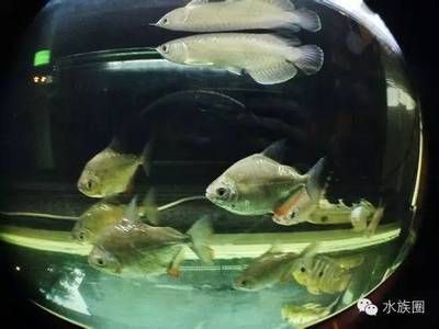 青龍魚飼料喂食時間安排：青龍魚最佳喂食時間段,青龍魚飼料選擇指南 其他寵物 第1張