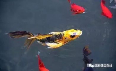 錦鯉日常護(hù)理要點(diǎn)：如何保持錦鯉魚(yú)缸清潔,錦鯉飼料選擇指南，錦鯉疾病預(yù)防措施 其他寵物 第3張