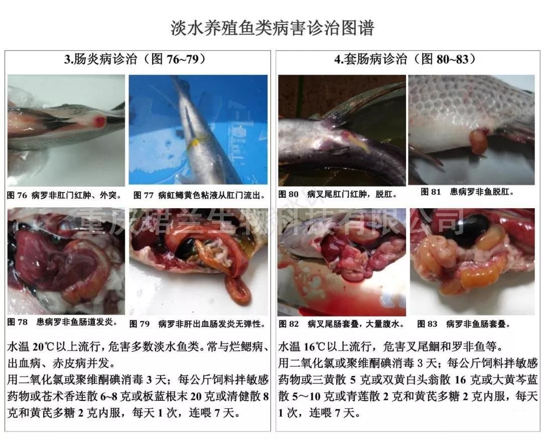 如何診斷雪鯽魚腸炎病：雪鯽魚腸炎病的診斷 其他寵物 第4張