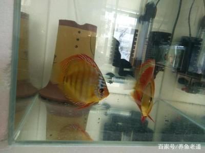 七彩神仙魚繁殖技術要點：七彩神仙魚的繁殖技術要點 其他寵物 第1張