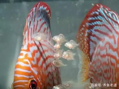 七彩神仙魚繁殖技術要點：七彩神仙魚的繁殖技術要點 其他寵物 第5張