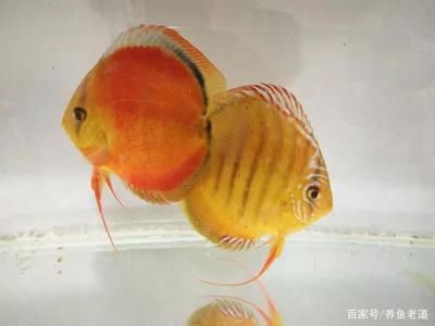 七彩神仙魚繁殖技術要點：七彩神仙魚的繁殖技術要點 其他寵物 第3張