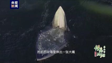 大嘴鯨魚(yú)繁殖成功率提升方法：大嘴鯨魚(yú)繁殖成功率提升方法包括優(yōu)化繁殖成功率的方法 其他寵物 第1張