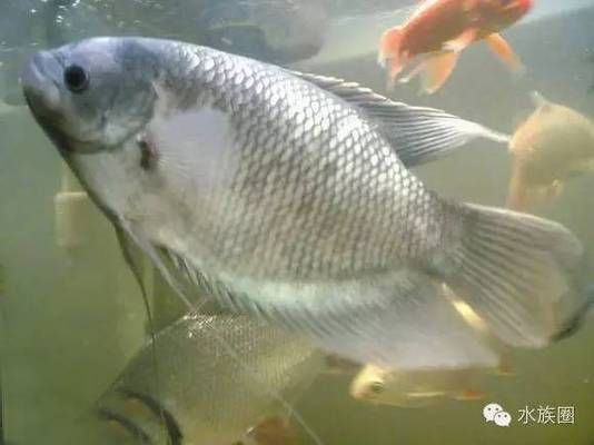 招財戰(zhàn)船魚繁殖期管理要點：招財戰(zhàn)船魚繁殖期水質管理策略，招財戰(zhàn)船魚繁殖期水質調控技巧