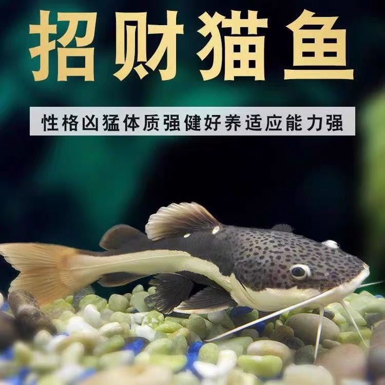 招財貓魚苗飼料營養(yǎng)成分：如何自制招財貓魚苗飼料，招財貓魚苗飼料選購指南 其他寵物 第1張