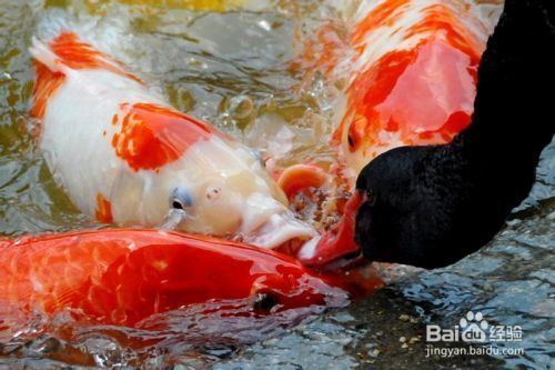 丹頂錦鯉飼料選擇指南：丹頂錦鯉幼魚飼料配方推薦丹頂錦鯉幼魚飼料配方 其他寵物 第4張