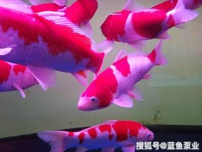 紅白錦鯉飼料選擇指南：紅白錦鯉飼料品牌推薦 其他寵物 第3張